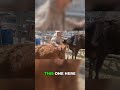 Baby Goats &amp; Calves Playing Together is Peak Adorable #babygoats #farm #cute