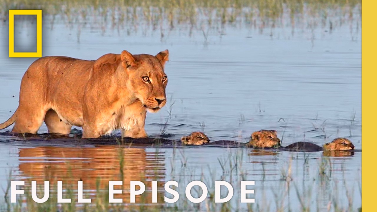 The Lakeshore Killers (Full Episode) | DOCUMENTARY SPECIAL | Nat Geo Animals