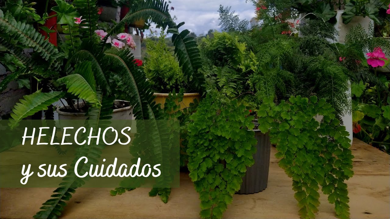 Todo sobre los cuidados de los helechos | Jardín Diaz