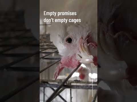 No more rotten egg promises Kroger