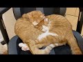 ご飯もトイレも常に一緒にいる双子猫がこちら
