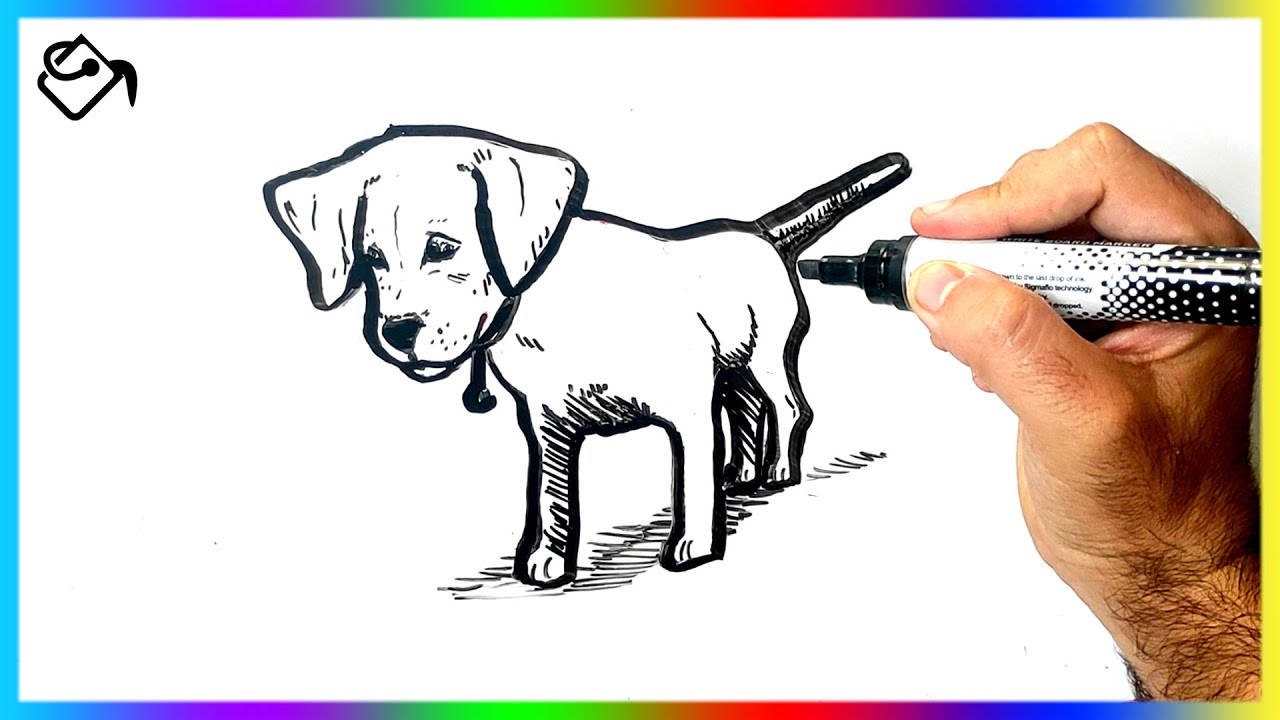 Comment dessiner un CHIEN LABRADOR dessin FACILE - YouTube