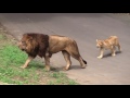 11.07 多摩動物公園 ライオンのトウヤ・トモ・トワ＆ナナとアルーシャ・クルーガー・ルエナ・タナ＆ケイコ