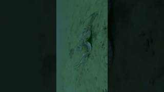 Giant Pacific Octopus Launches at Sole