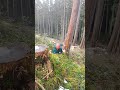 Felling continues veintedeenero