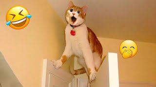 😹❤️ Funny Dog And Cat Videos 🙀🙀 Funny Animal Videos #15
