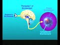 Bruce Lipton - Biology of Perception 6 of 7