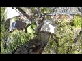 MAGIC / HOW TO MAKE A TREE DISAPPEAR / TREE HANGING OVER CHILDREN'S BEDROOM