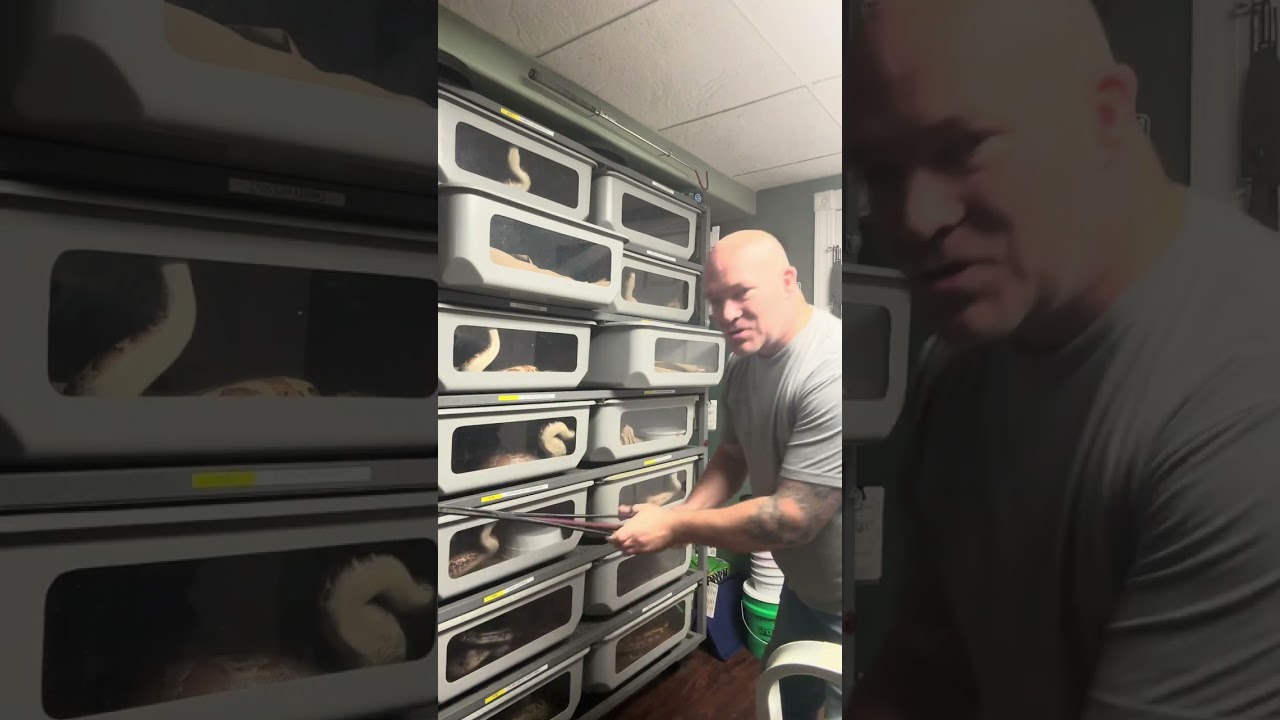 Feeding bloods and short-tailed pythons