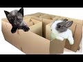 Mis gatitos bebés Luna y Estrella jugando con conejitos en un laberinto para animales / Funny cats