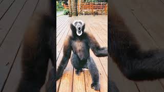 Download Lagu monyet sange#shorts#gabut#fypシ#subscribe#monkey MP3