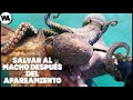 ¿Qué Pasa si Salvas a un Pulpo Después del Apareamiento?