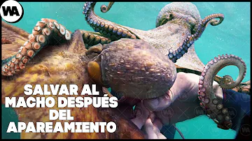 ¿Las hembras de pulpo se comen a los machos después del apareamiento?