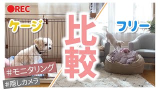 【お留守番問題】可愛いチワプー隠し撮り