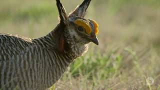 Like No One is Watching | bioGraphic