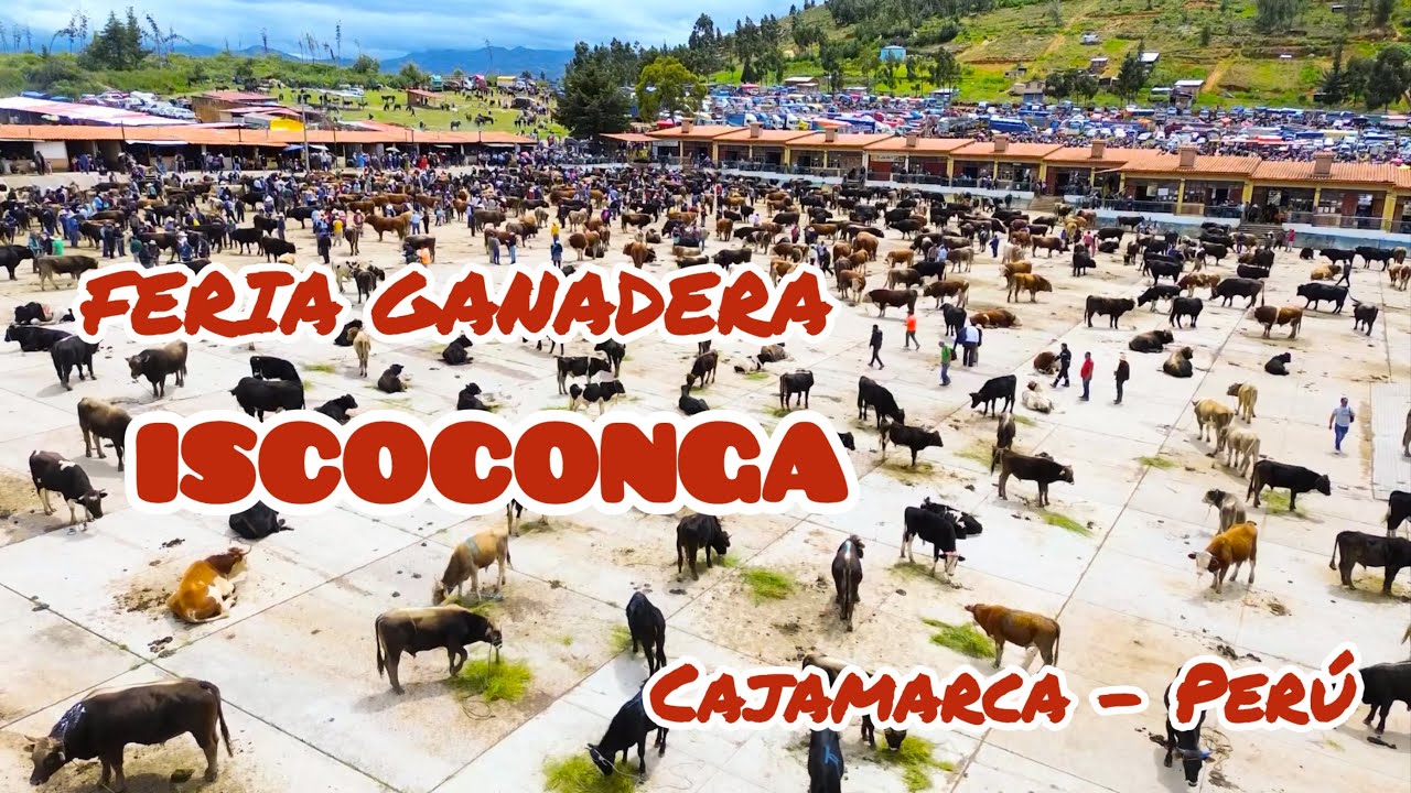 VACUNO PORCINO EQUINO CAPRINO OVINO HEMBRAS MACHOS DE TODAS LAS EDADES EN FERIA GANADERA ISCOCONGA