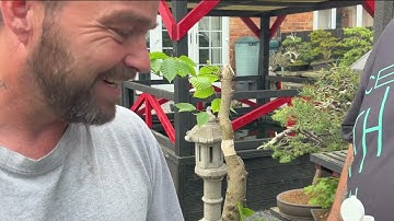Air-layering Japanese Beech for Bonsai