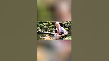 Hùng trọc đổ bi xuống bể cá của bố rồi đổ thừa cho capybara #capybara