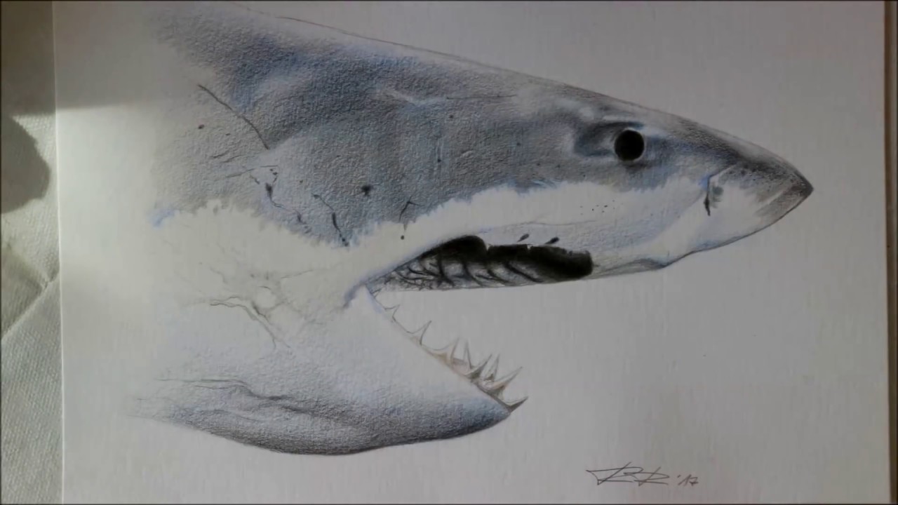 Drawing a realistic white shark with colored pencils - 3D 
