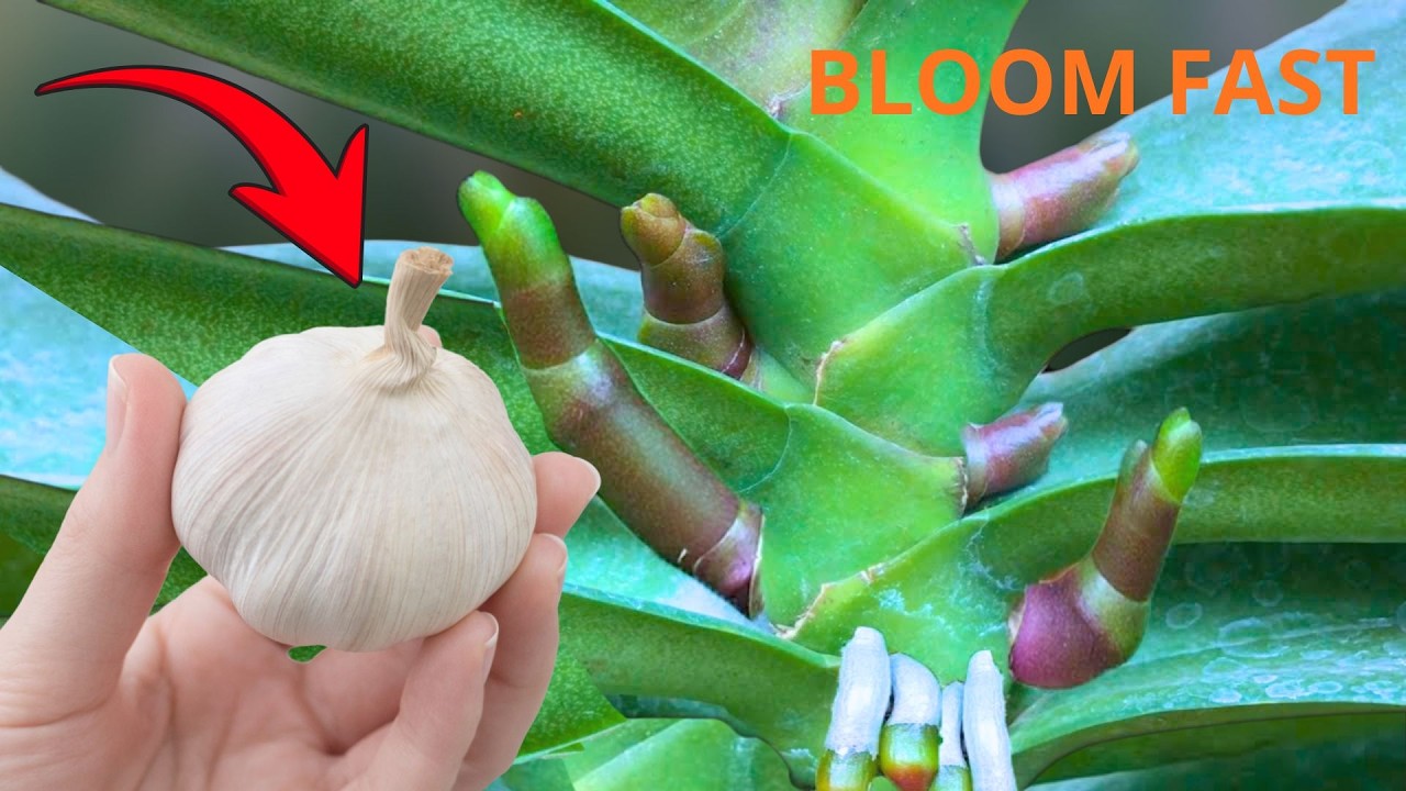 Просто чеснок! Орхидеи быстро пускают корни и выпускают новые цветоносы.