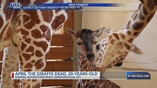 April The Giraffe Pes Away At Animal Adventure Park