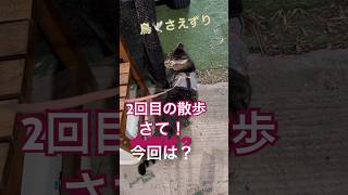 s:72「散歩no.2上手に出来るかな？」#猫のいる暮らし