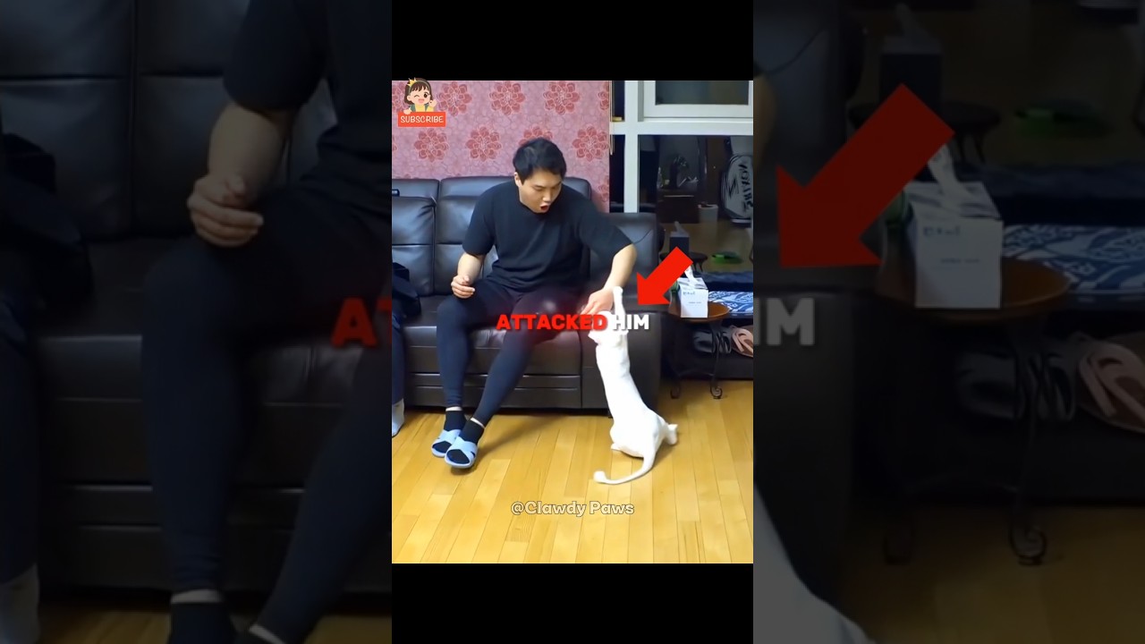 The Heartbreaking Story of a Cat Who Felt Abandoned by Her Favorite Human..