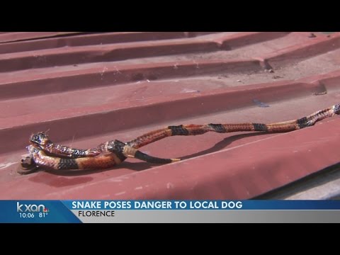 Video: Coral Snake Bite Poisoning Sa Mga Aso