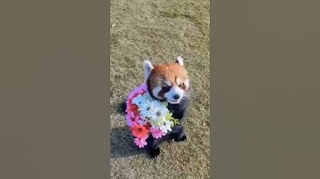 The Red Panda