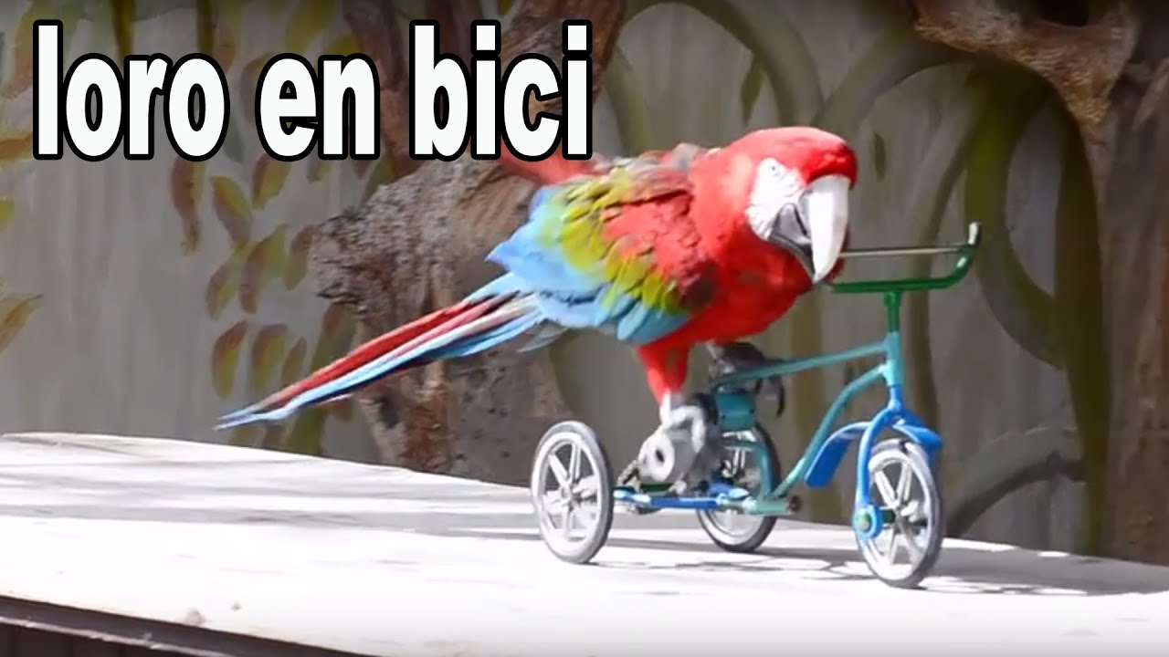 Guacamayo En Bici Y Juego De Buscar La Anilla loro clipart