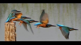 Ejemplos de vuelos de aves