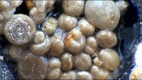 "Boiling" microfossils of Salem Limestone (foraminifera, gastropods, crinoids)