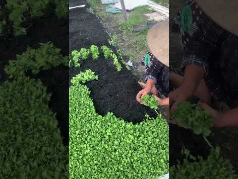 Video Cung Cấp Hoa Cúc Giống Pha Lê Khu M Xuất Bến Xe Lộc... - youtube