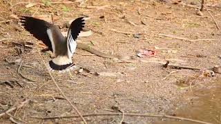 Snake vs Lapwing | Red wattled Lapwing protecting chicks from a snake | Lapwing shooing Snake |