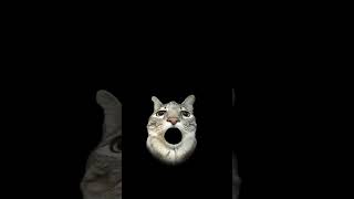 ay mi gatito del temu