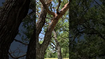 Why are my post oak trees dying?