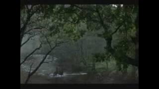 A gift of a Thistle & The secret Wedding