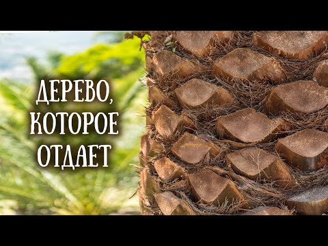 🌴 Финиковая пальма и ее значение для древней Иудеи