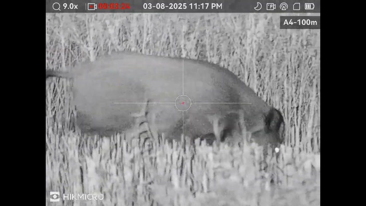 A big wild boar on the stubble field. :)