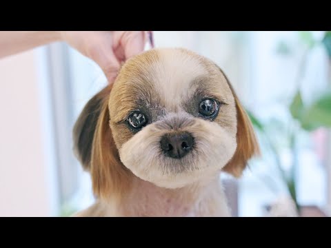 保護犬からスーパーモデルになりました！（シーズー トリミング）