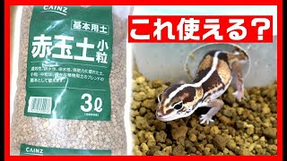 【意外と良い！】ニシアフリカトカゲモドキの床材を変更してみた【赤玉土】