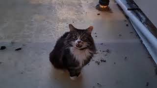 my neighbour's beautiful cat meows for attention by Cookie the Calico 20,897 views 2 years ago 54 seconds