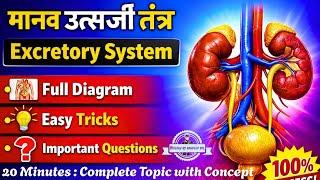मानव उत्सर्जी तंत्र (Excretory System) | Complete Concept | Diagram + Tricks | NCERT Biology
