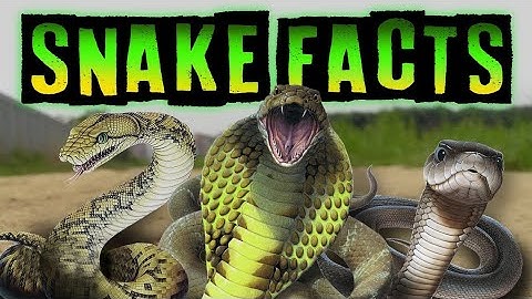 All About Snakes for Kids I 10 FACTS FOR SNAKES