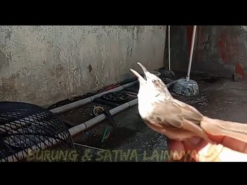 ترويض طيور هيل بريينيا النقيق