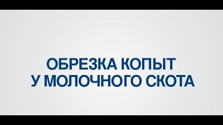 Руководство по обрезке копыт у молочного скота