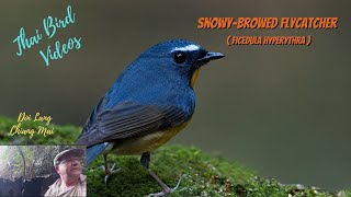 Download Lagu The Snowy-browed Flycatcher (Ficedula hyperythra).. A Birding Adventure in Thailand MP3 Download Lagu The Snowy-browed Flycatcher (Ficedula hyperythra).. A Birding Adventure in Thailand MP3