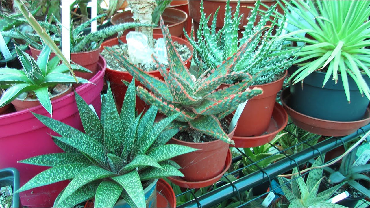 Top 5 Succulent Plants To Grow for Beginners - YouTube