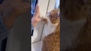 nie zapomniał 🤍🧡🤭🐈