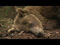 MOTHER GRIZZLY NURSING – RARE FOOTAGE FROM BEAR VIEWING LODGE EXPERIENCE